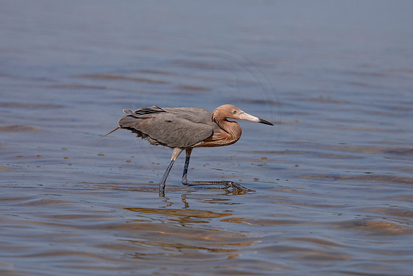 107 reddish egret (6F3A6356) April 15, 2021