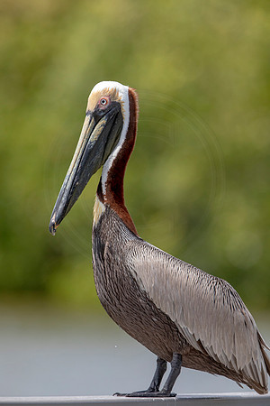 316 pelican (6F3A8138) April 15, 2021
