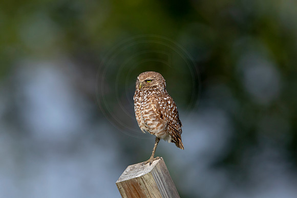 557 burrowing owl (6F3A0062) April 17, 2021
