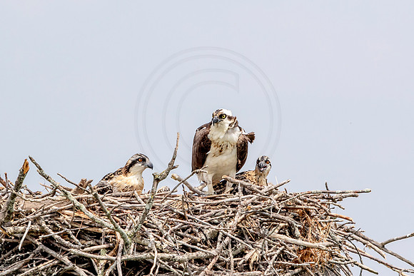 Osprey in Crown Point