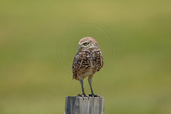 765 burrowing owl (6F3A1600) April 17, 2021