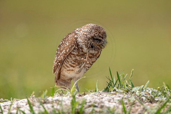 689 burrowing owl (6F3A1163) April 17, 2021