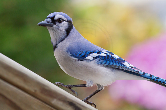 Blue Jay on the roof