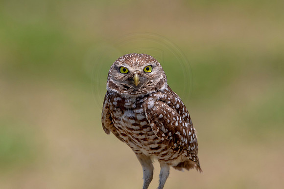 734 burrowing owl (6F3A1413) April 17, 2021