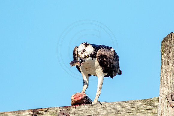Osprey in Crown Point