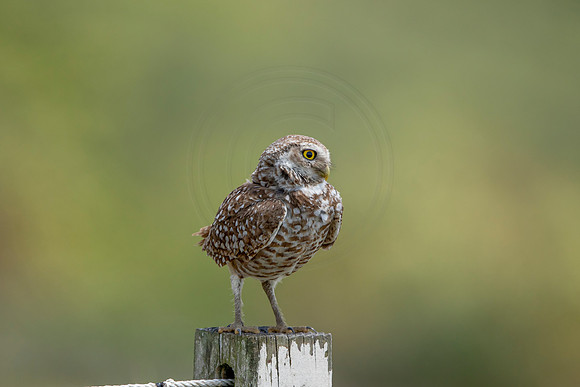 744 burrowing owl (6F3A1479) April 17, 2021