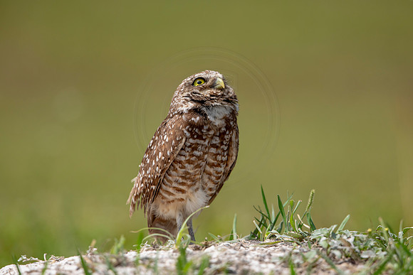 692 burrowing owl (6F3A1168) April 17, 2021