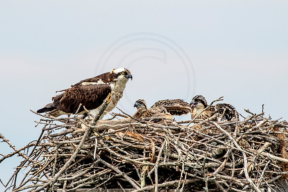 Osprey in Crown Point