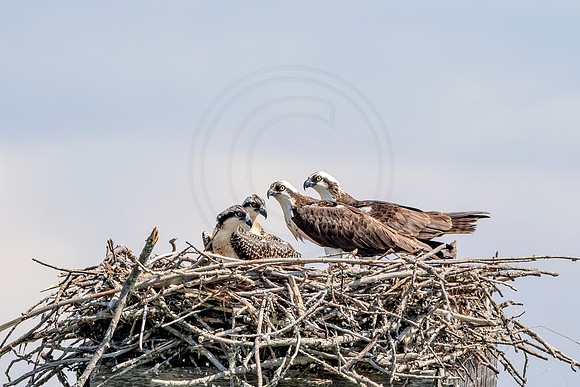 Osprey in Crown Point
