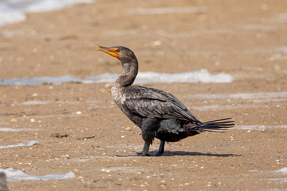 231 cormorant (6F3A7194) April 15, 2021