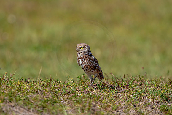 887 burrowing owl (6F3A2283) April 17, 2021