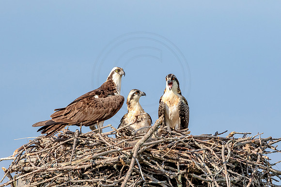 Osprey in Crown Point