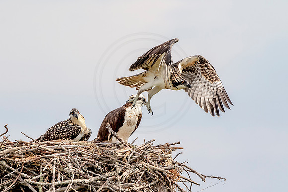 Osprey in Crown Point