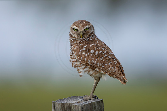 597 burrowing owl (6F3A0359) April 17, 2021