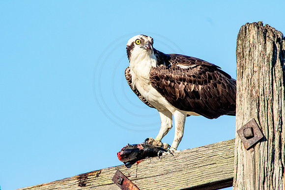 Osprey in Crown Point