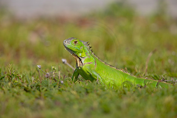 68 iguana (6F3A9022) April 15, 2021