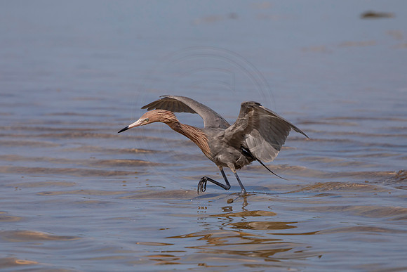 113 reddish egret (6F3A6375) April 15, 2021