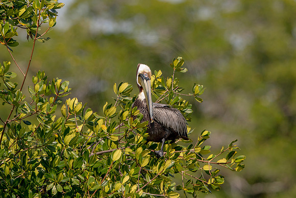 440 pelican (6F3A8804) April 15, 2021