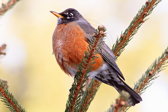 Robin perched in a pine tree