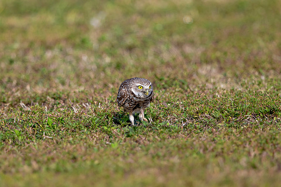 561 burrowing owl (6F3A0090) April 17, 2021