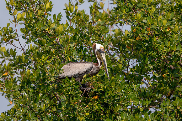 458 pelican (6F3A8896) April 15, 2021
