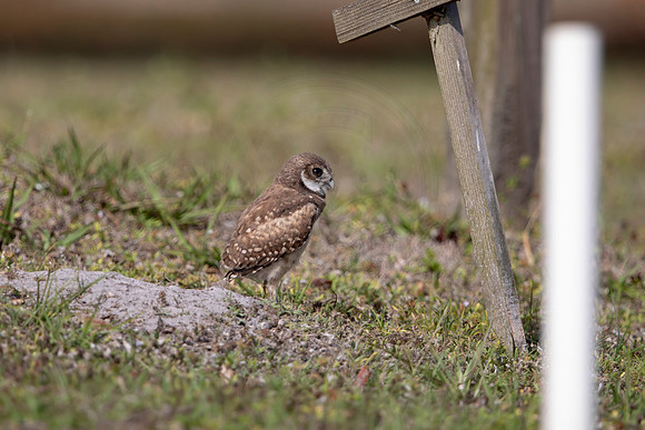 1243 burrowing owl (6F3A5911) April 18, 2021