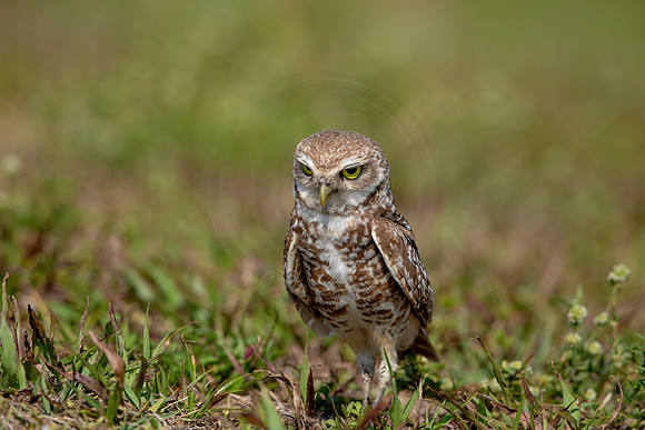936 burrowing owl (6F3A2562) April 17, 2021
