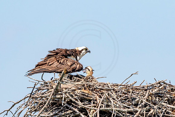 Osprey in Crown Point