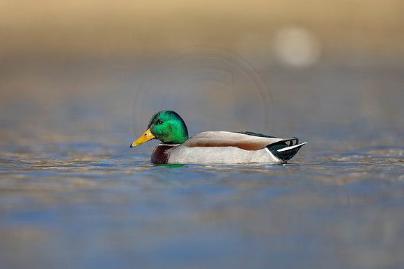 222 mallard (AF3A3601) March 13, 2021