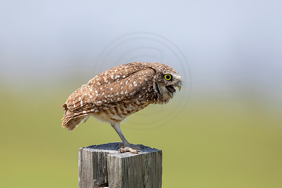 665 burrowing owl (6F3A0989) April 17, 2021