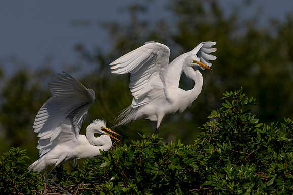 1051 egret (6F3A3614) April 18, 2021