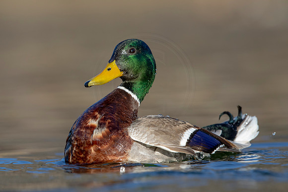271 mallard (AF3A4461) March 20, 2021
