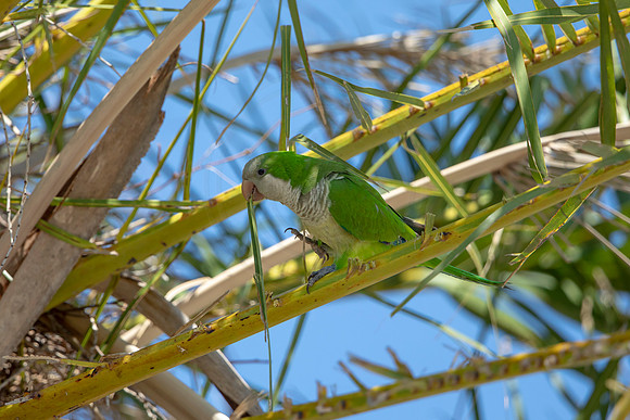 1193 monk parakeet (6F3A5059) April 18, 2021