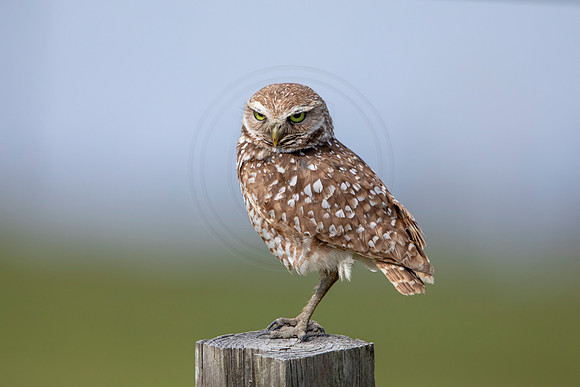 621 burrowing owl (6F3A0533) April 17, 2021