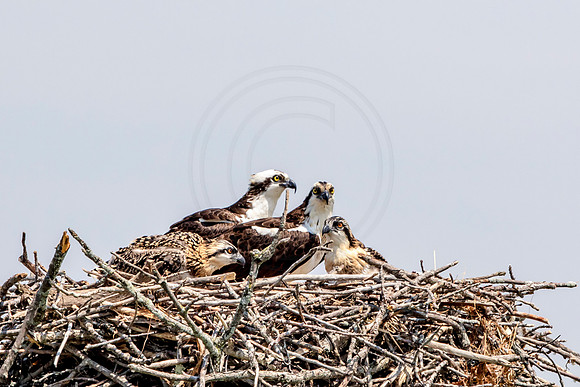 Osprey in Crown Point