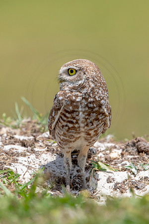 784 burrowing owl (6F3A1686) April 17, 2021