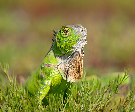 42 iguana (6F3A9165) April 15, 2021
