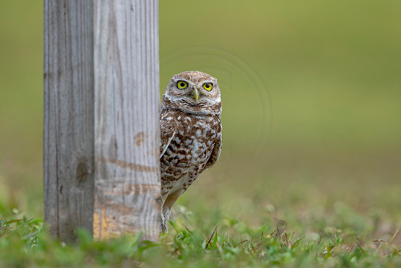 795 burrowing owl (6F3A1733) April 17, 2021