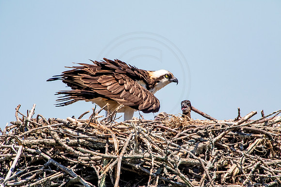 Osprey in Crown Point