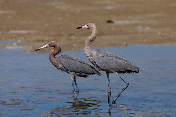 176 reddish egrets (6F3A6766) April 15, 2021