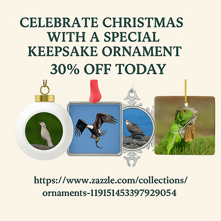 Ornament Messaging 1_pe