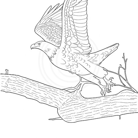 1 bald eagle