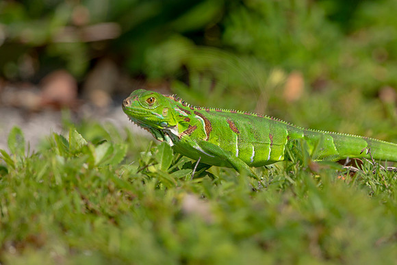 511 iguana (6F3A9137) April 15, 2021