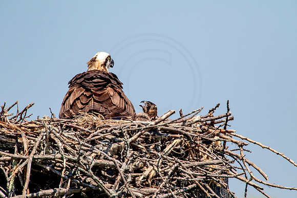 Osprey in Crown Point