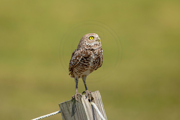 821 burrowing owl (6F3A1890) April 17, 2021