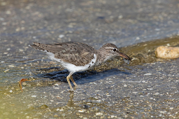 150 shorebird (6F3A6588) April 15, 2021