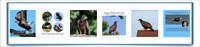 6 book pages_pe