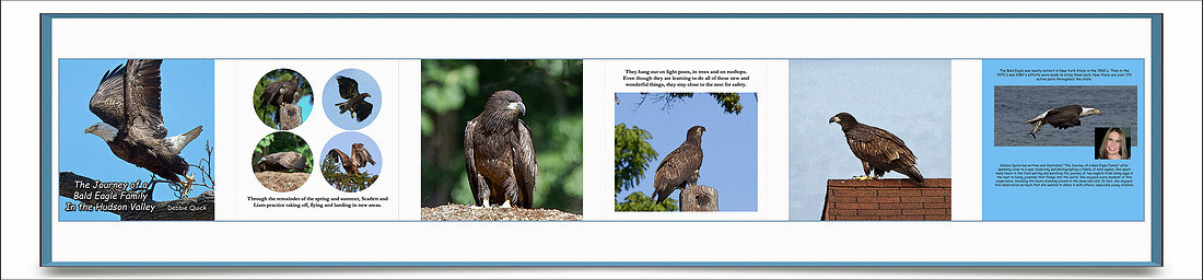 Pages from the Journal of a Bald Eagle Family