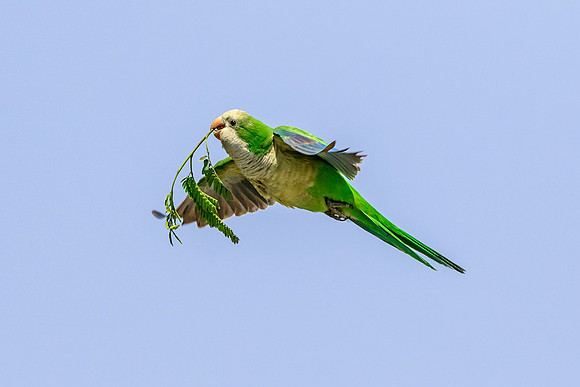 30 monk parakeet (624A9354) April 17, 2018