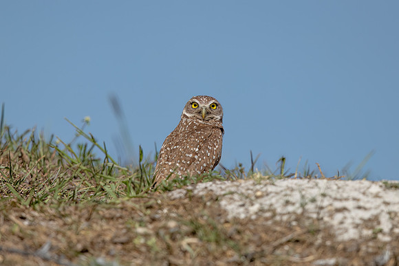 1087 burrowing owl (IMG_6795) April 26, 2022